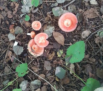 Лесные узоры.