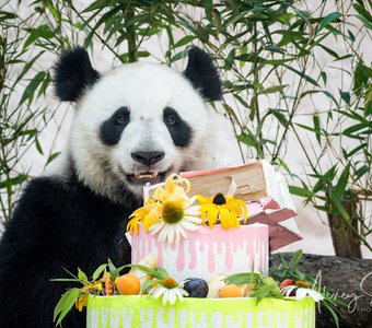 День рождения Панды в Московском Зоопарке