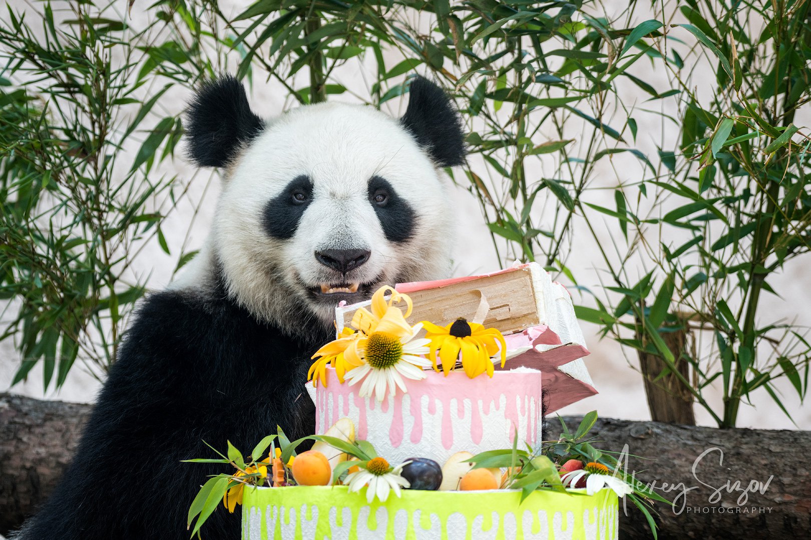 Открытка С Днем Рождения! Панда с цветком 1802007 Праздник