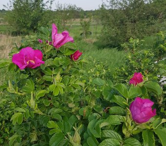 С колючками - голыми руками не возьмёшь.