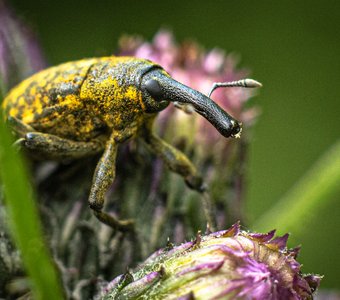 Долгоносик Larinus sturnus