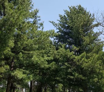 В сосновом лесу.