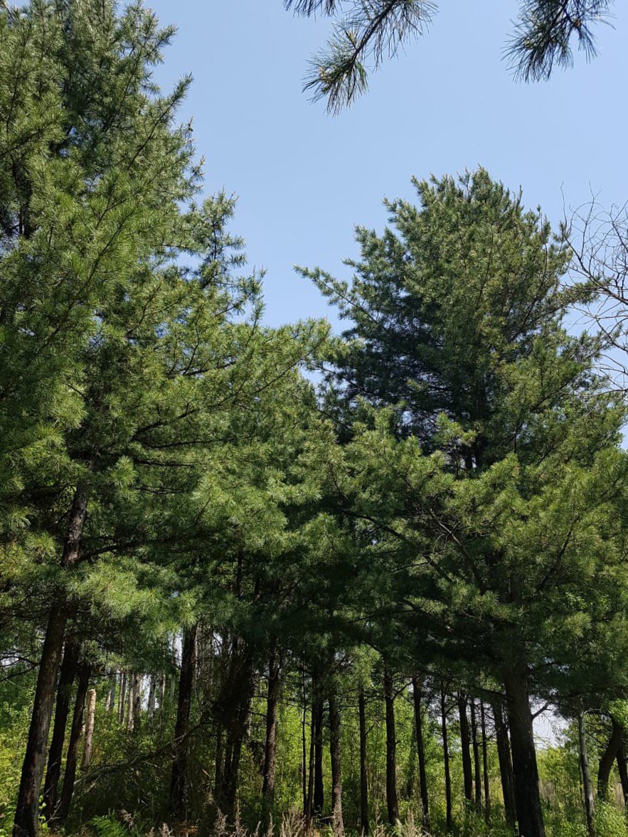 В сосновом лесу