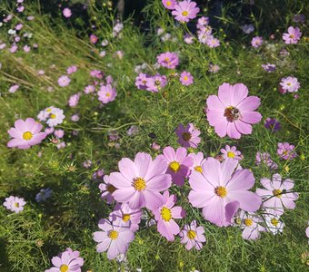 Пчела за работой.