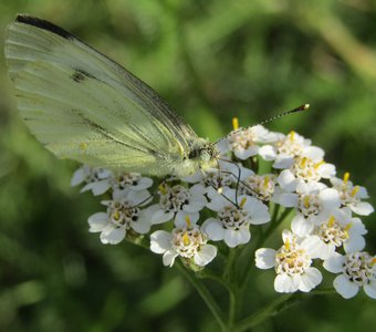 Брюквенница (Pieris napi)