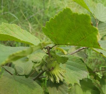 И орехи, и на орехи.