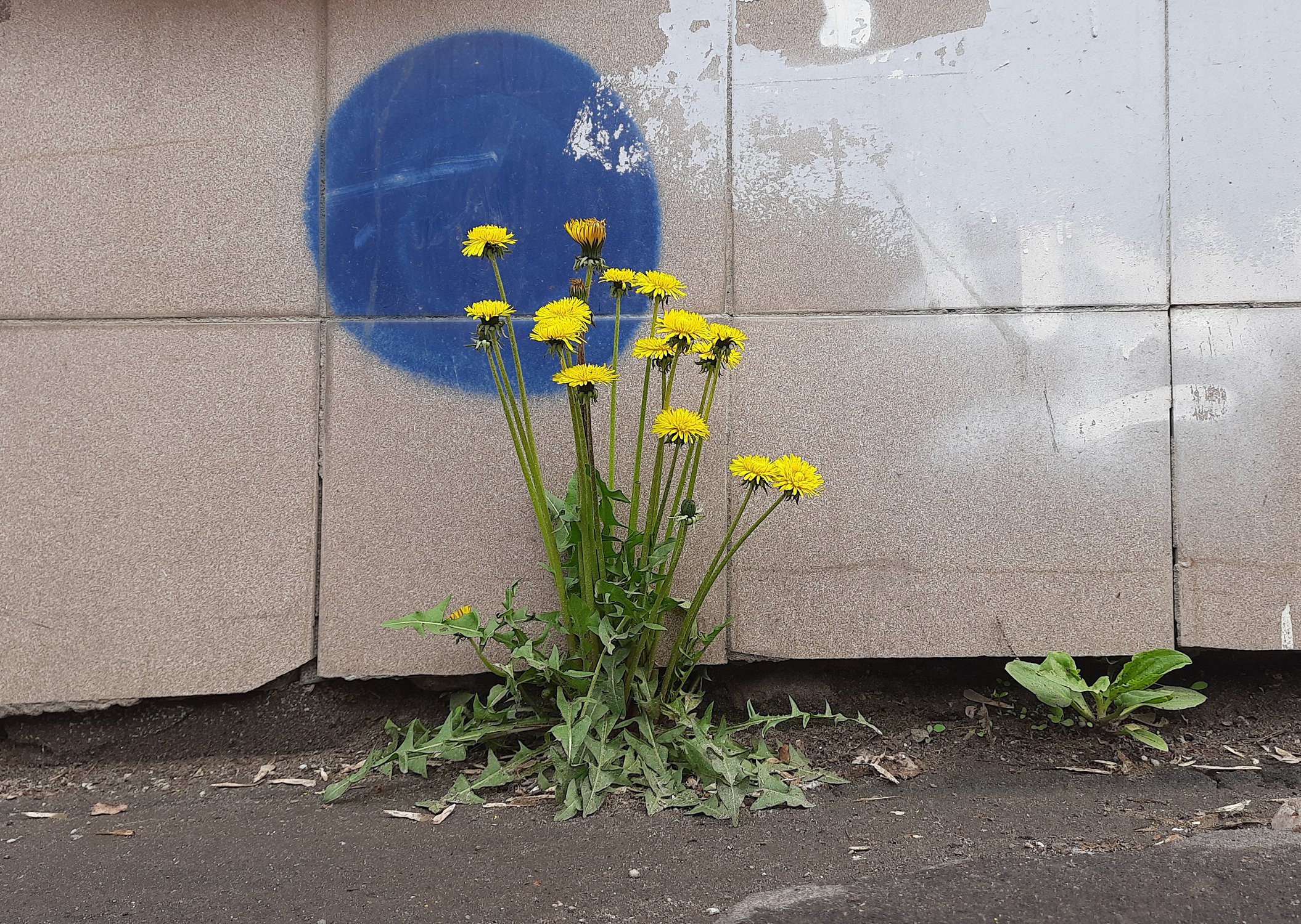 Прорастёт везде