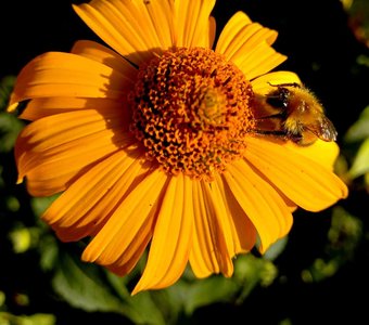 Трудяга пчёла нектар собирает
