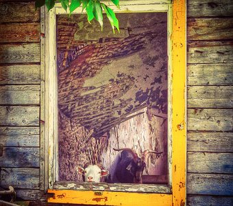 С милым и в шалаше рай