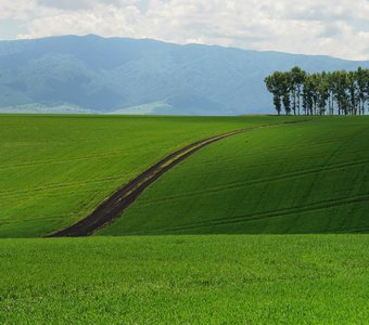 В Алтайских предгорьях