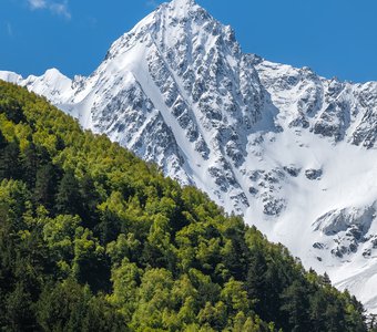 Весенняя зелень в горах