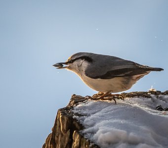 Подкормка птиц зимой