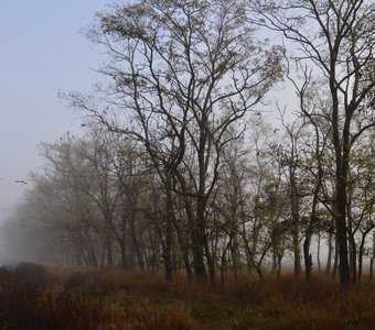 Осеннее утро