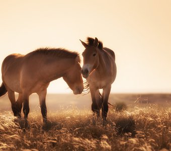The Przewalski's horse
