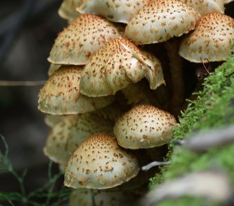 Чешуйчатка обыкновенная