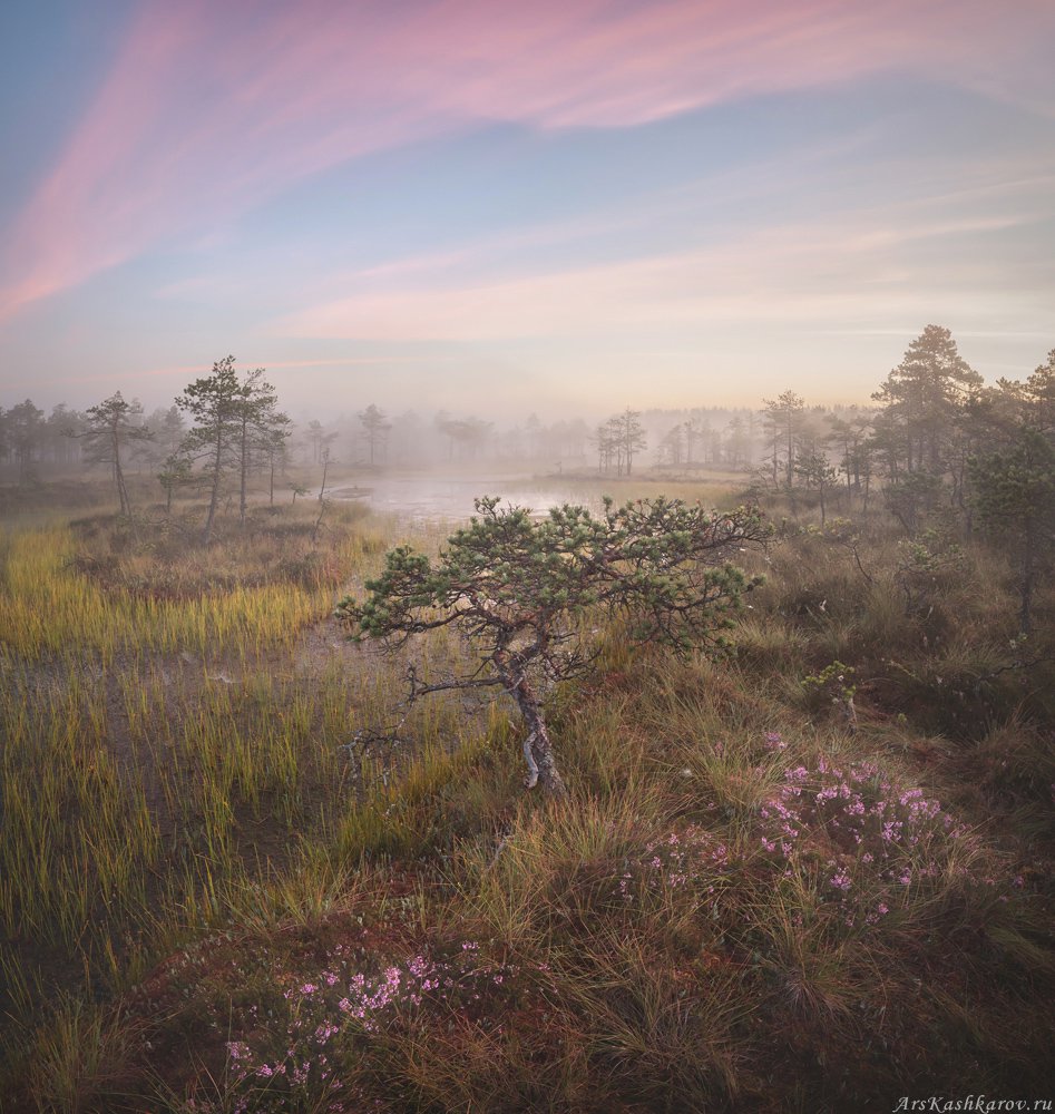 Сезон вереска