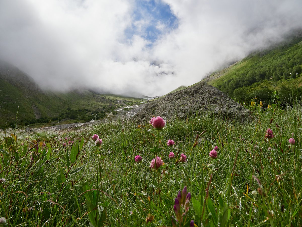 Свежесть утренней росы