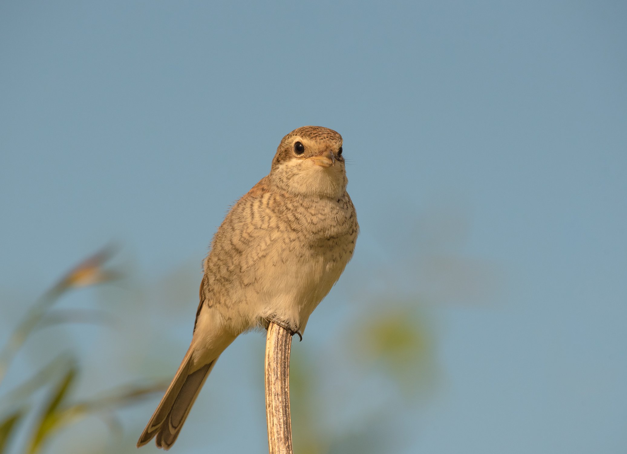 Обыкновенный жулан (молодая особь)