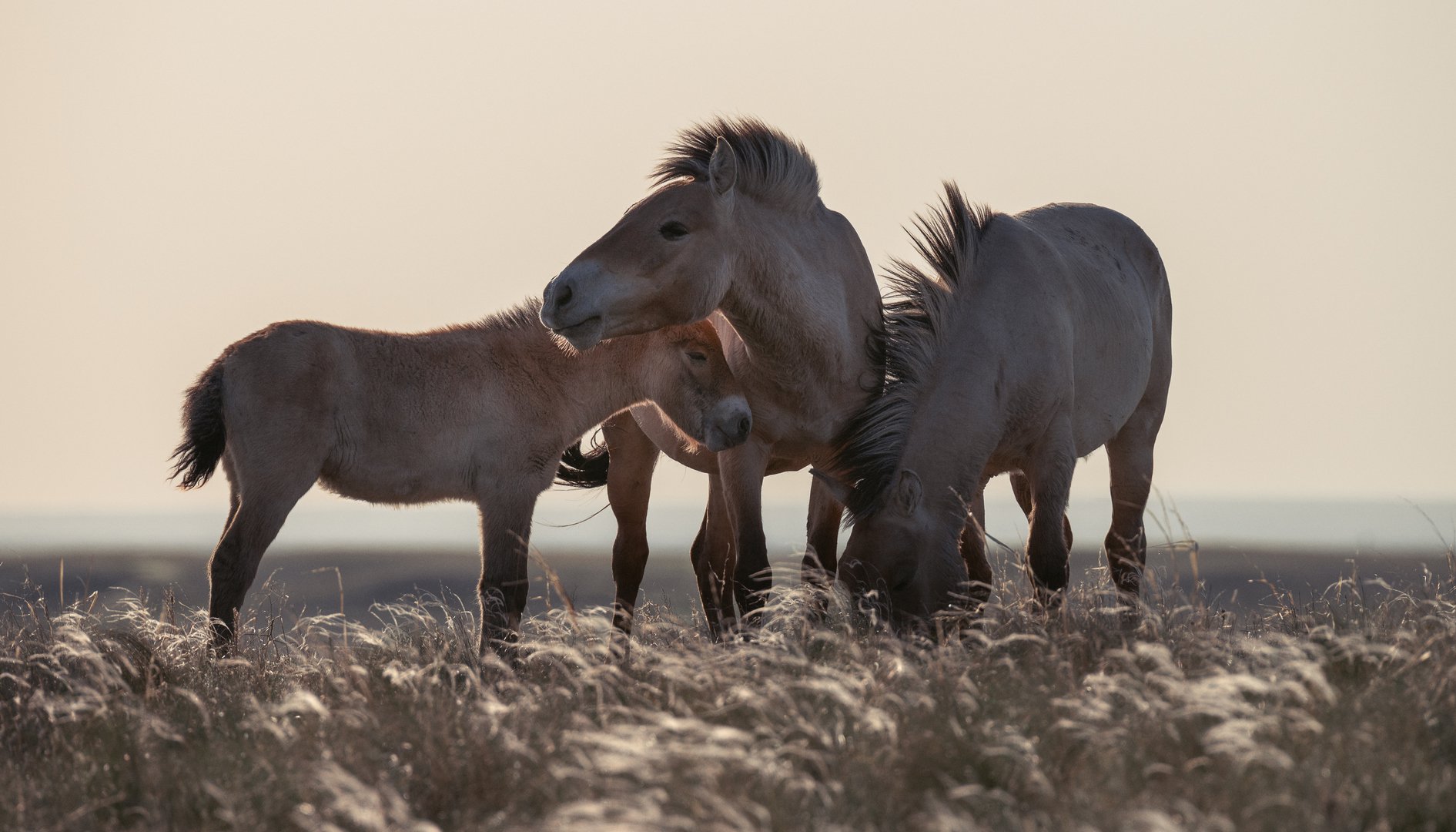Лошади Пржевальского