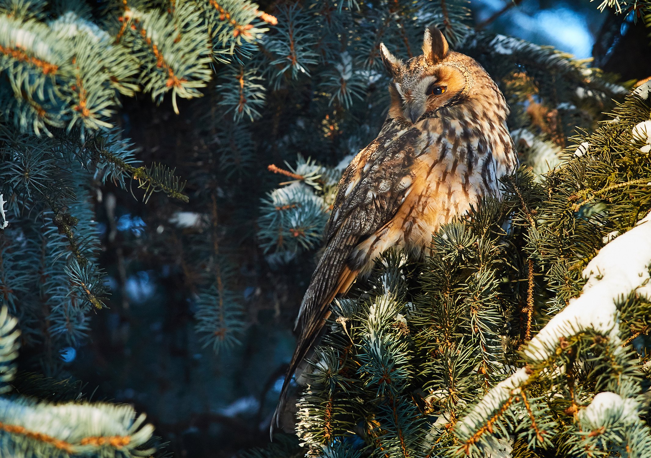 Ушастая сова