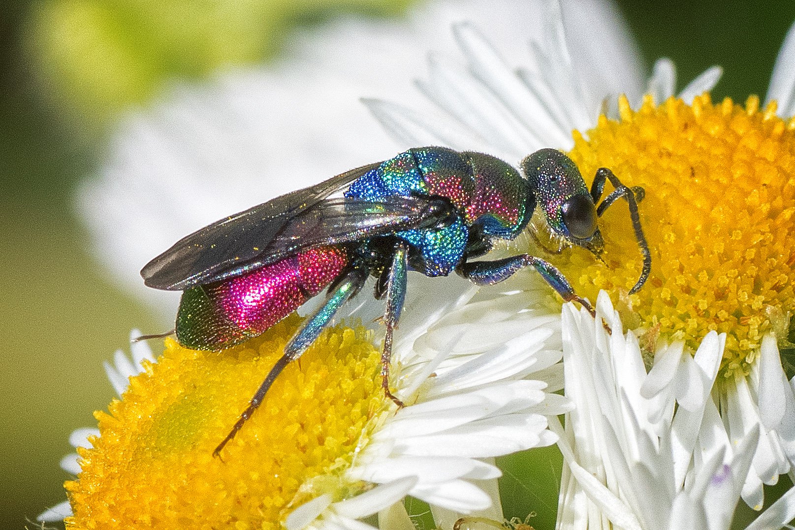 Оса-блестянка