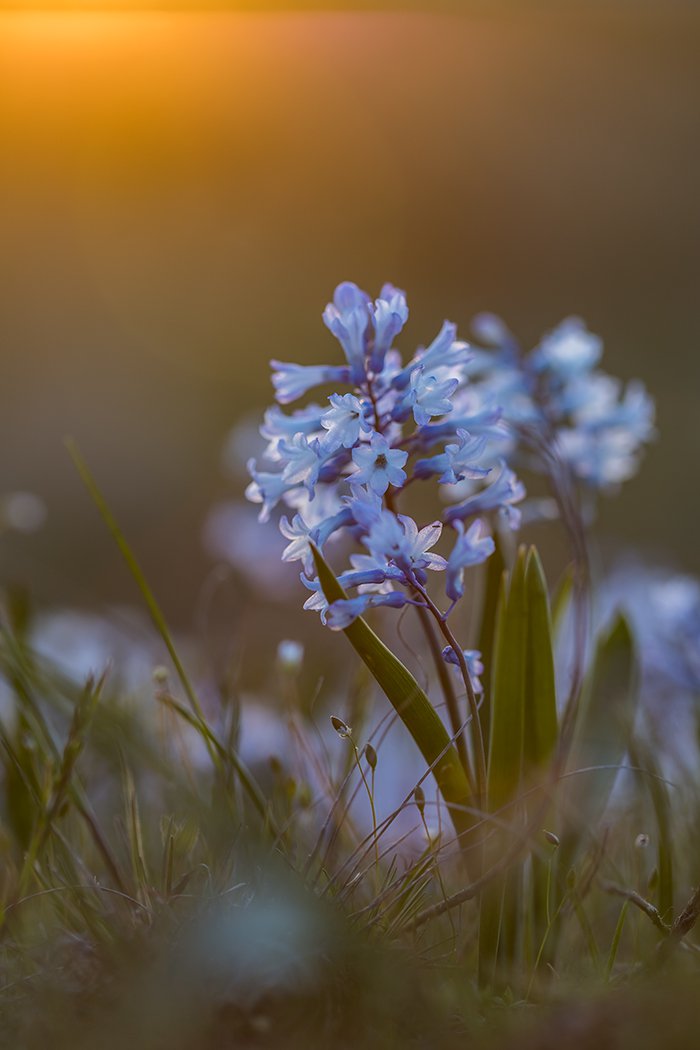 Гиацинтик в закатном свете