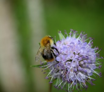 Сивец луговой