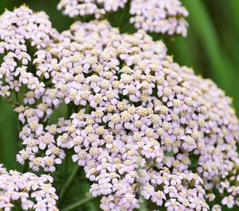 Тысячелистник обыкновенный