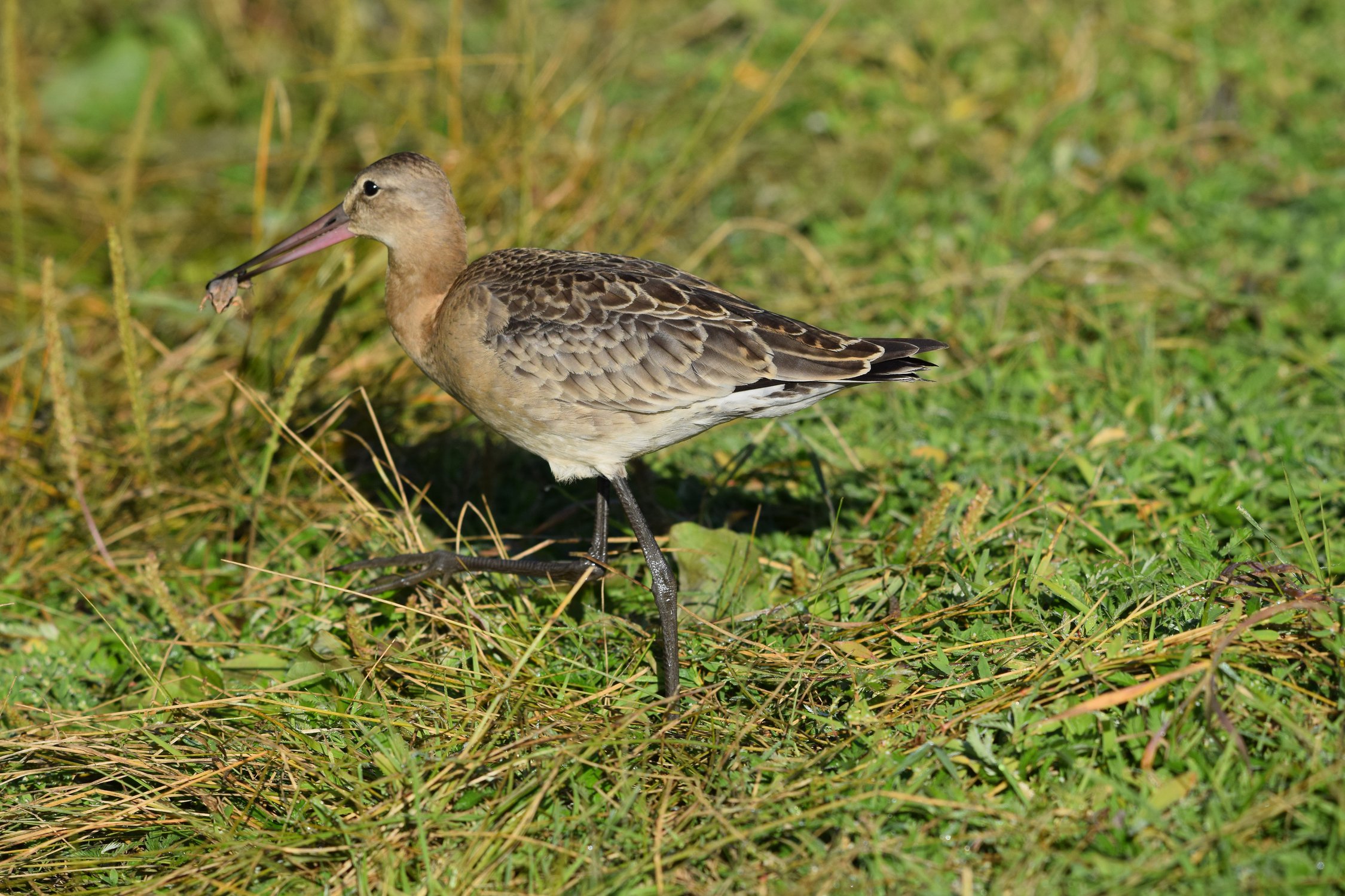 Я не журавль, но лягушек ем