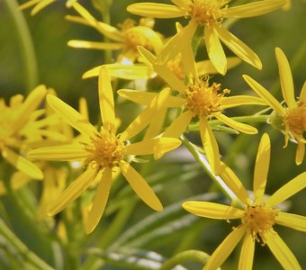 Цветы в июле