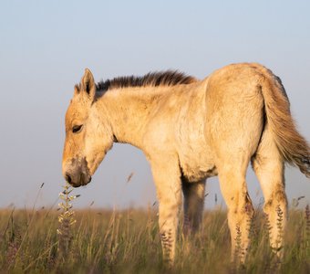 Жеребёнок лошади Пржевальского