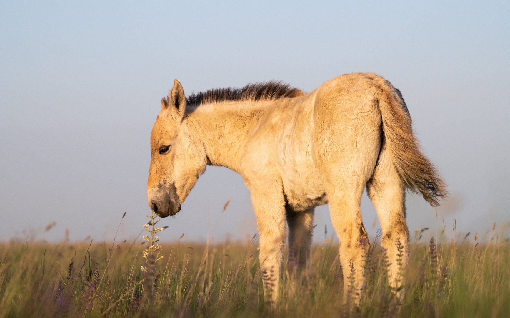 Жеребёнок лошади Пржевальского