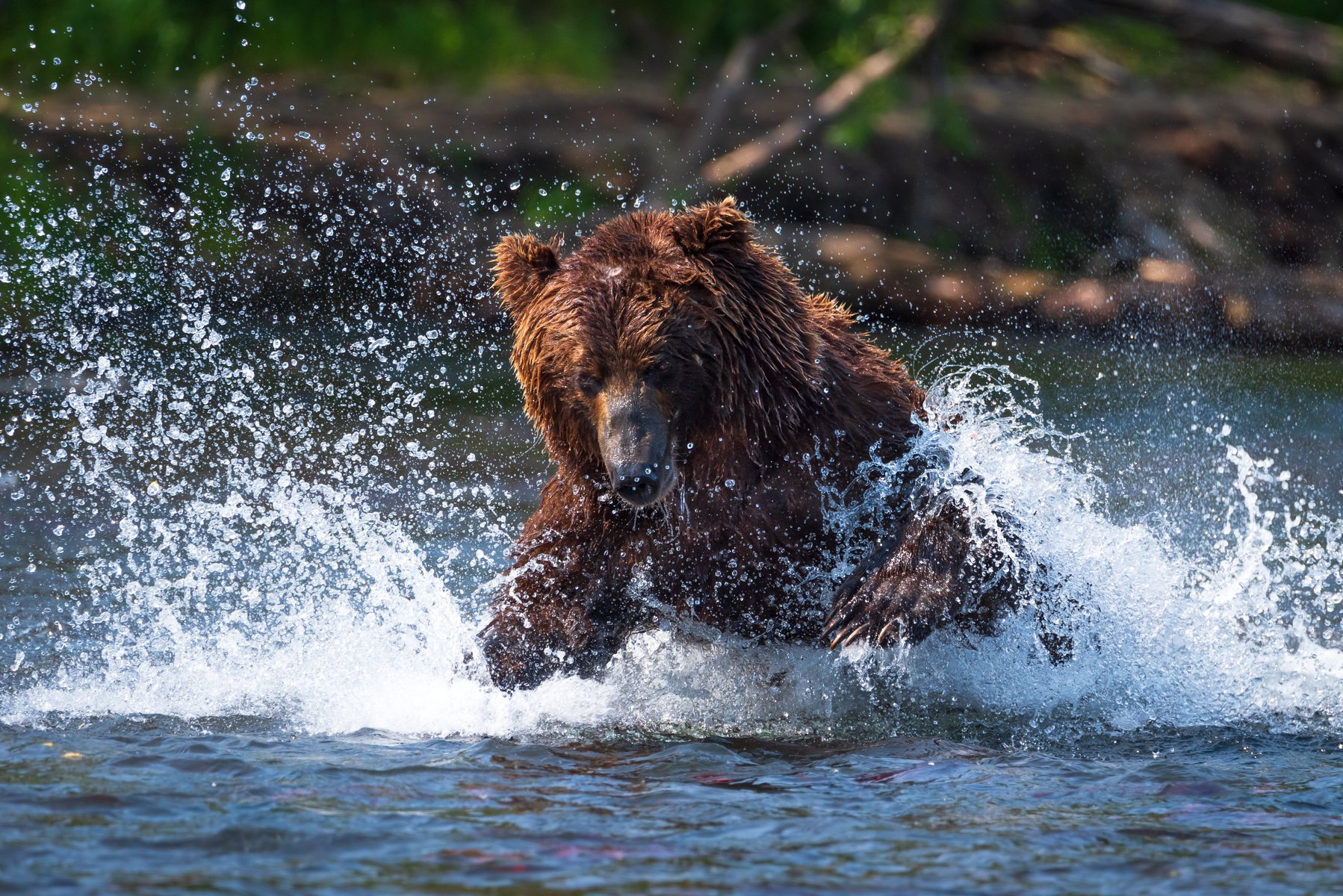 Медвежья рыбалка