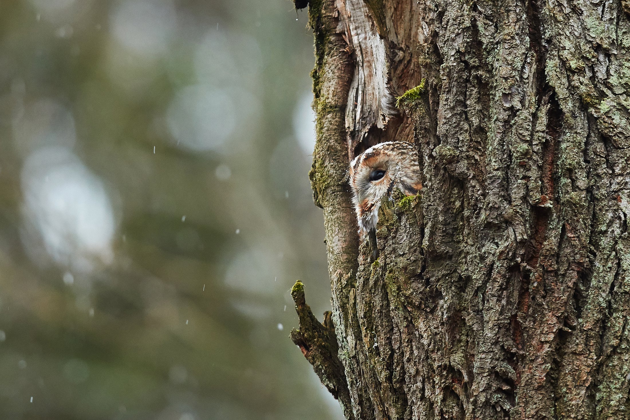 Серая неясыть