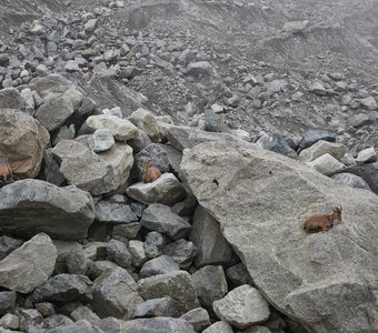 Животный мир Безенги.