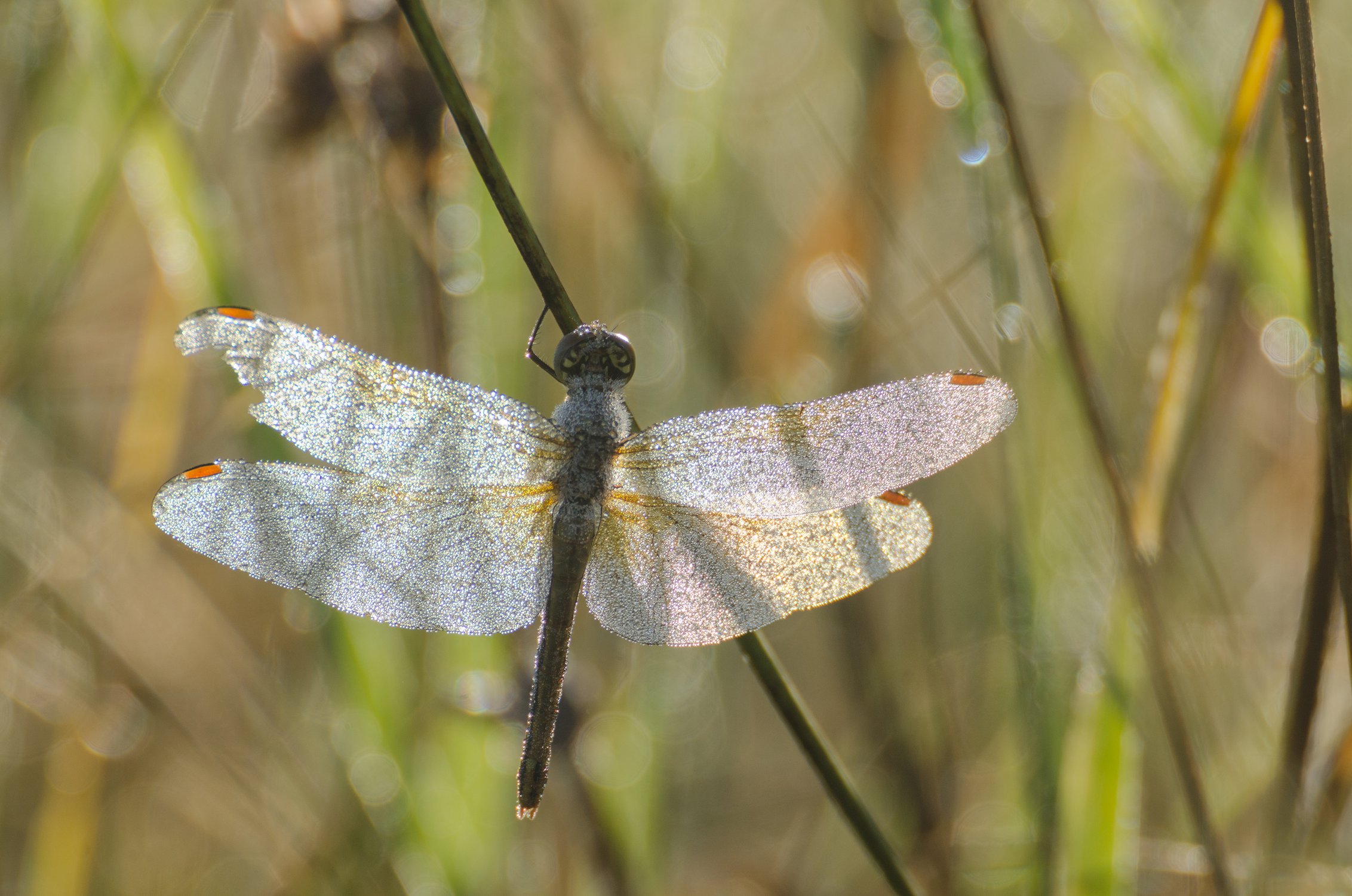 В праздничном наряде