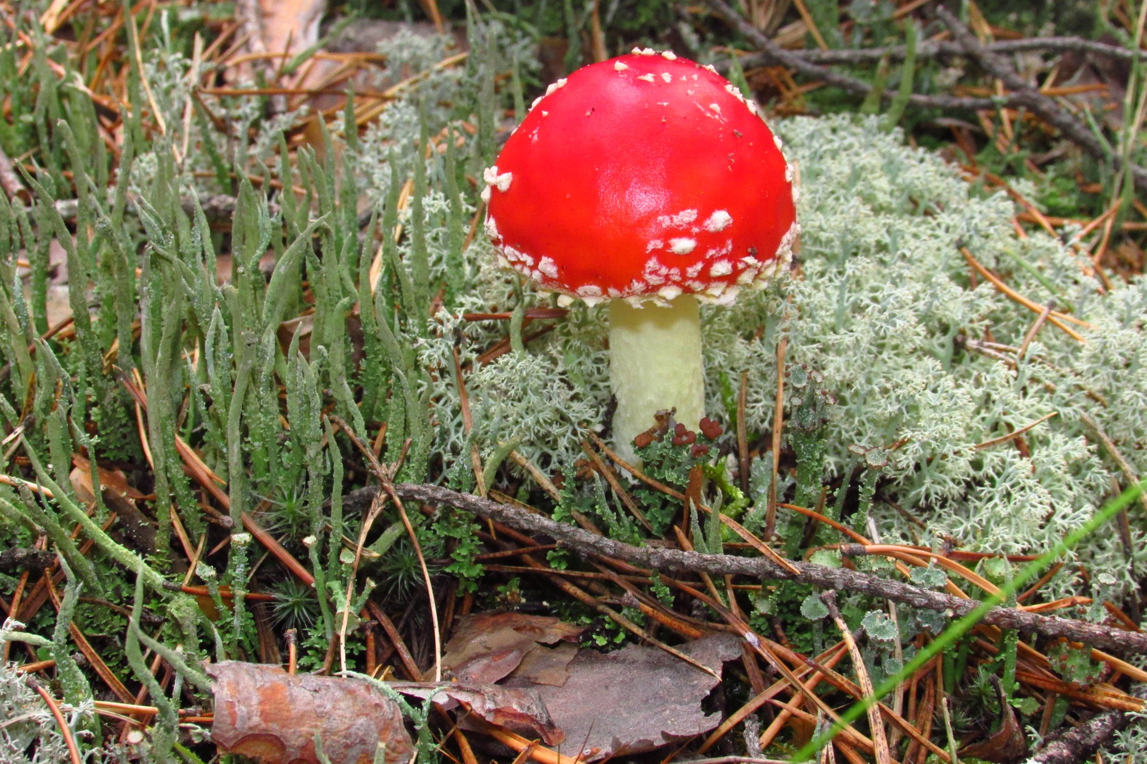 Утренний, нежный и особенный гриб — мухомор!