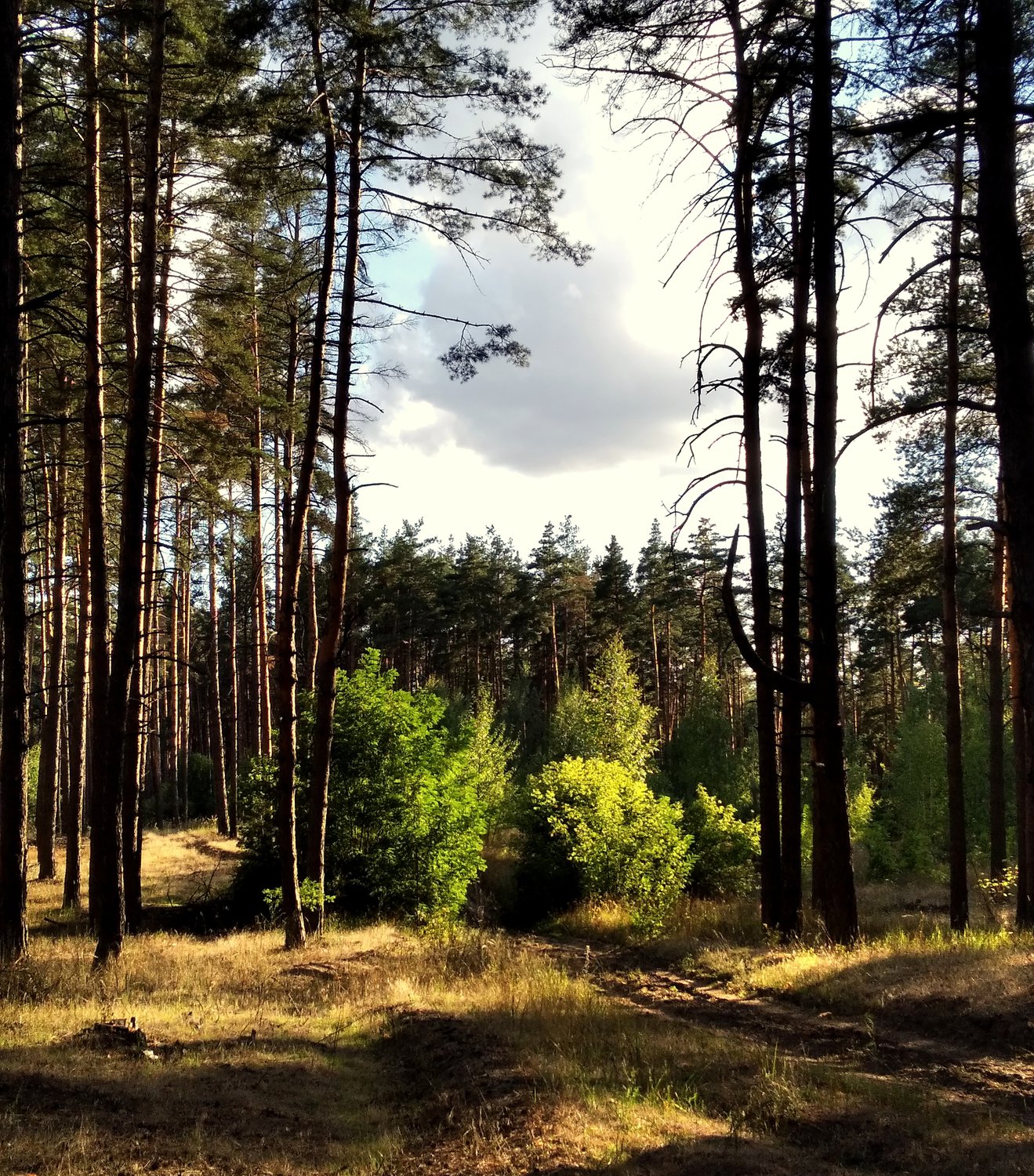 Врата в лесную глушь