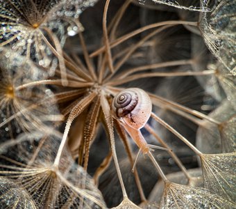 Дорога сказок