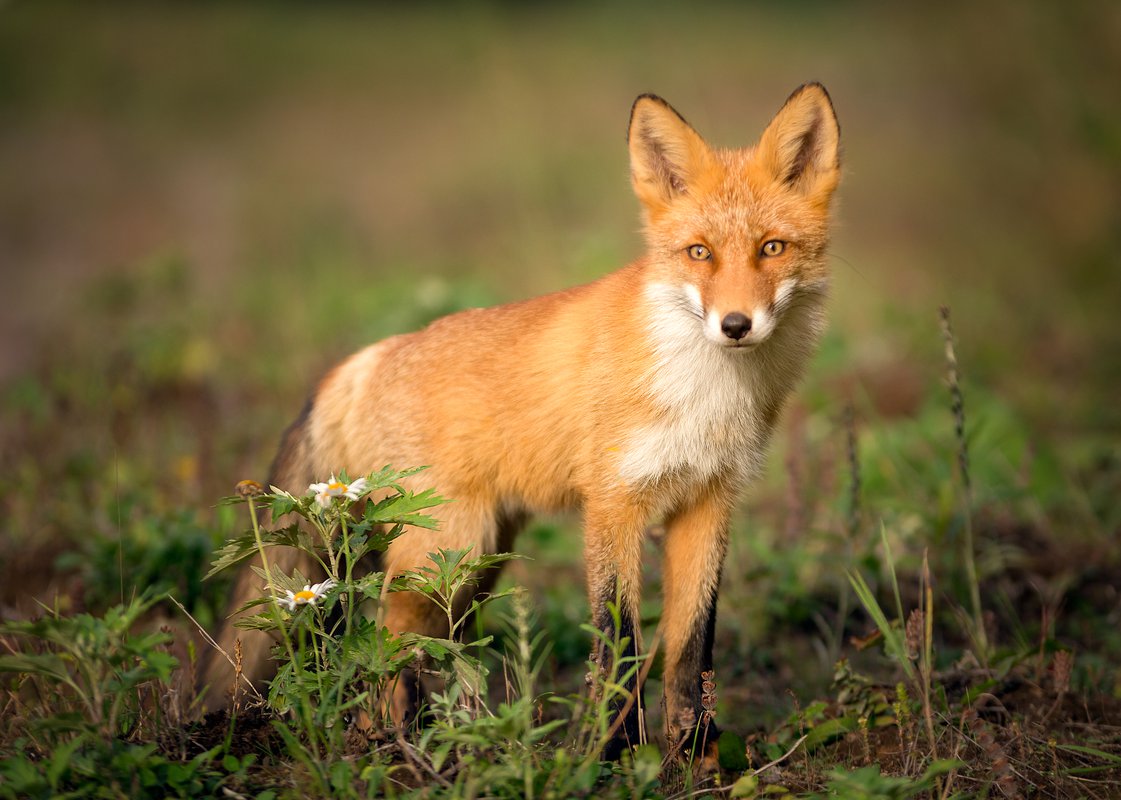 Рыжая плутовка — Фото №1386138