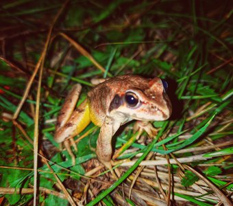 Лягушка-царевна