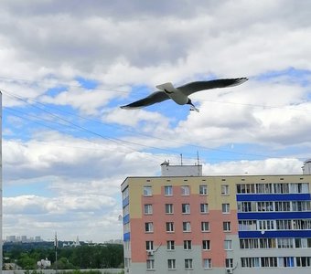 Чайки в городе