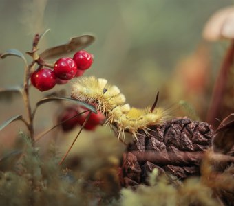гусеница природа макро лес ягоды брусника гриб шишка