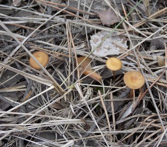 Спрятавшиеся грибы