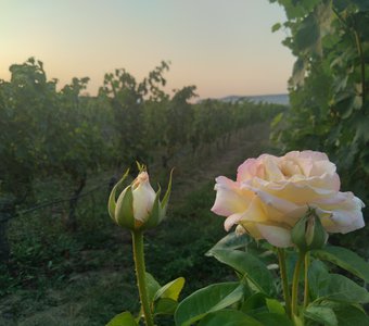 Розы на винограднике. Закат