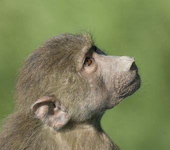 Тайганский примат