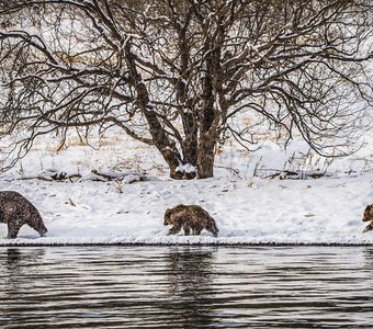 Мама, не пора ли в берлогу?
