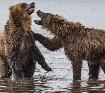 Милые бранятся - только тешатся