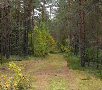 A wide trail in a pine forest / Широкая тропа в сосновом бору