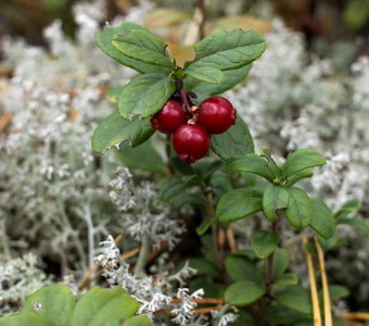 A twig with ripe lingonberries next to white moss / Веточка со спелой брусникой рядом с белым мхом